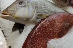 Fisch