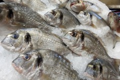 Fisch