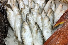 Fisch
