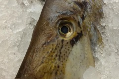 Fisch